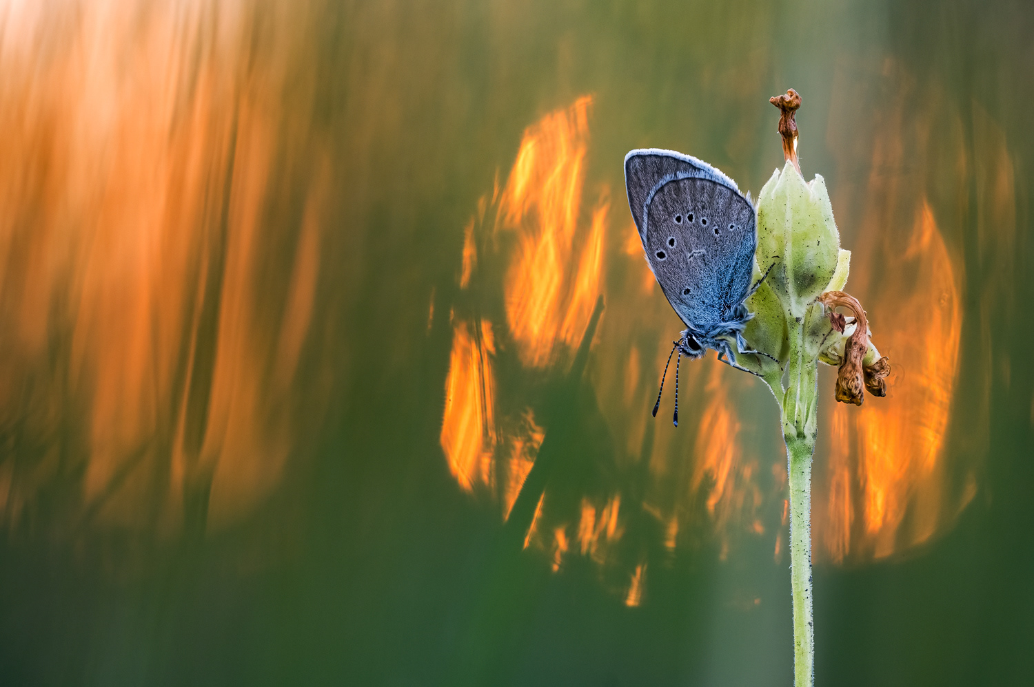 Rotklee-Bläuling (Cyaniris semiargus)