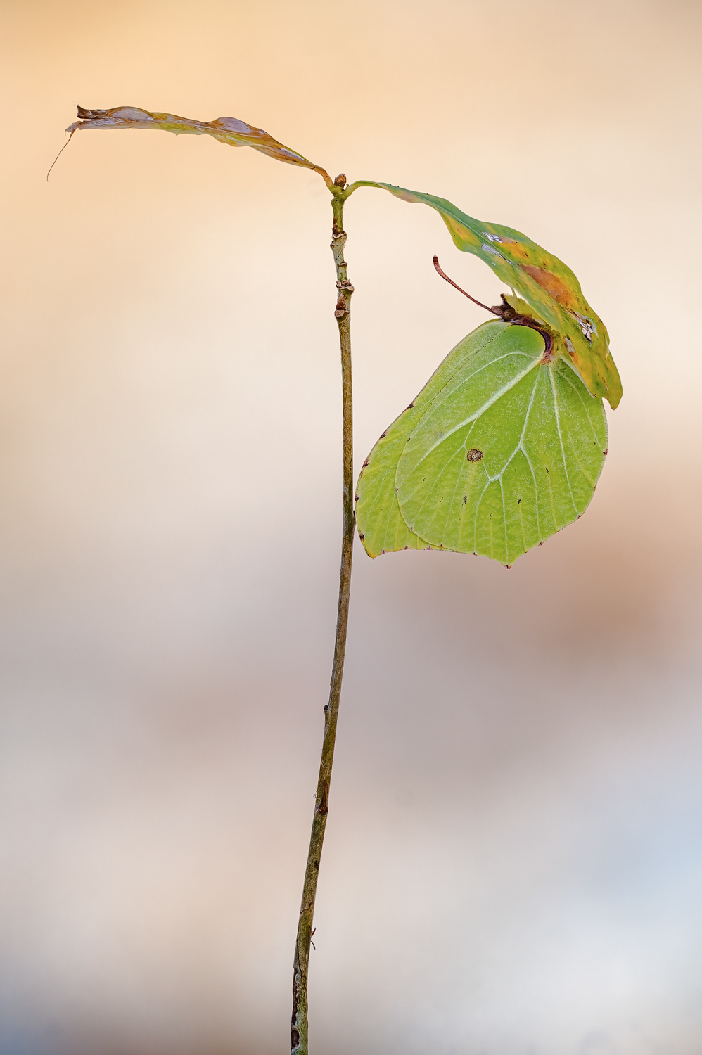 Zitronenfalter (Gonepteryx rhamni)