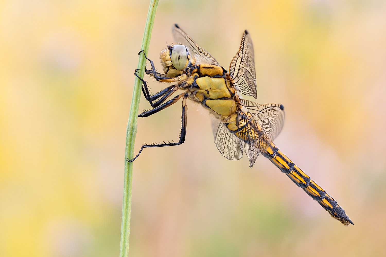 Großer Blaupfeil (Orthetrum cancellatum)