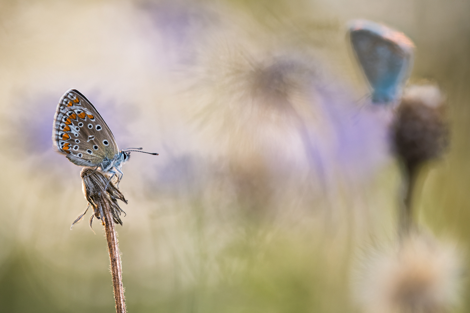 Hauhechel-Bläuling (Polyommatus icarus)