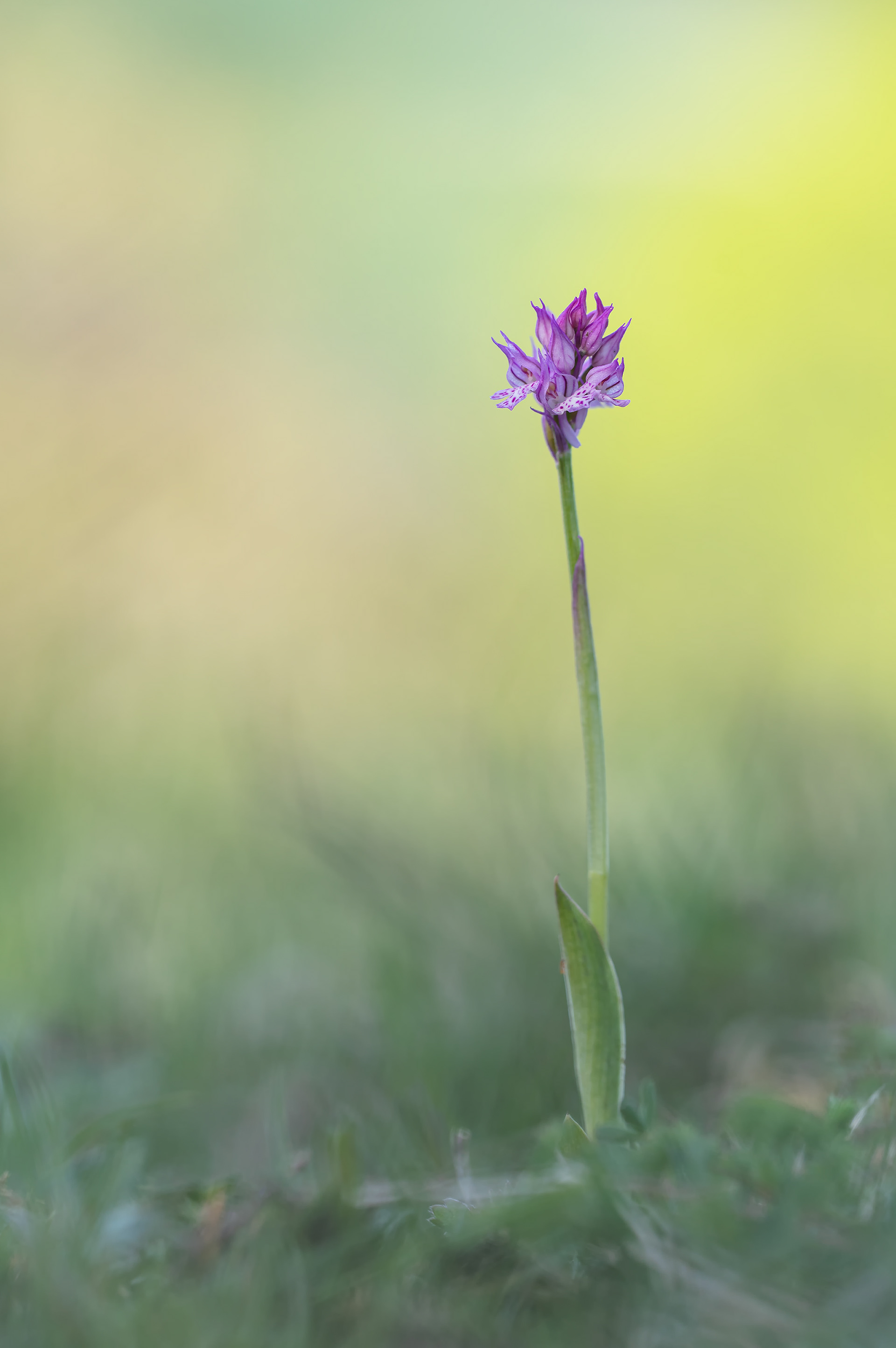 Dreizähnige Knabenkraut (Neotinea tridentata)