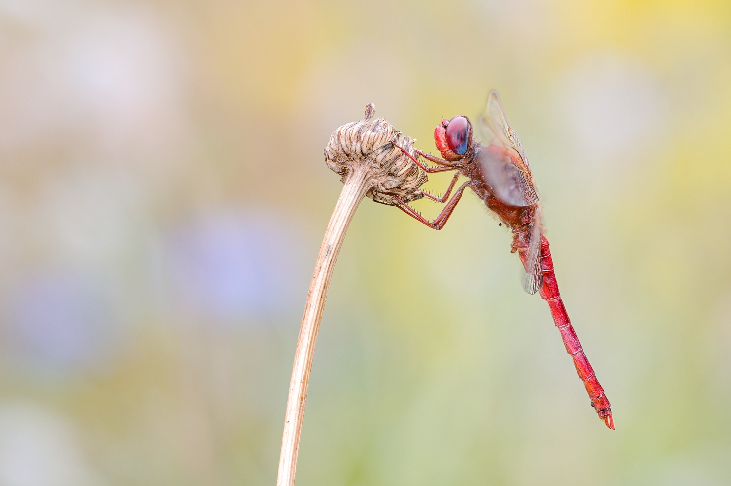  Feuerlibelle (Crocothemis erythraea)