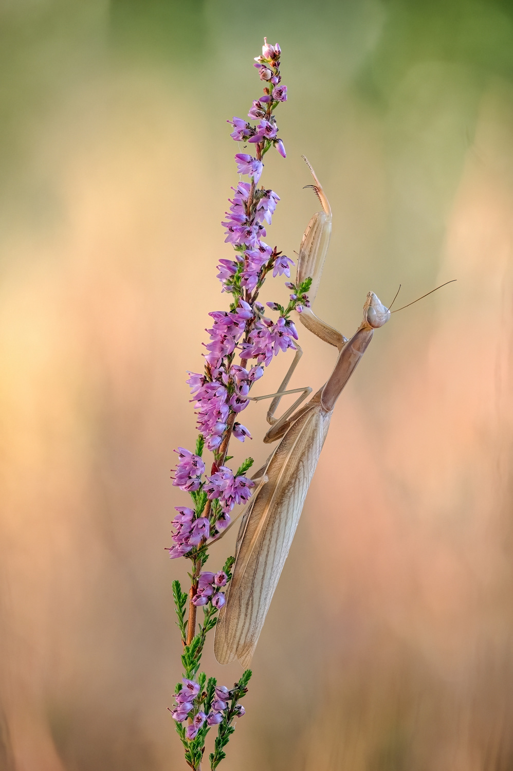 Europäische Gottesanbeterin (Mantis religiosa)