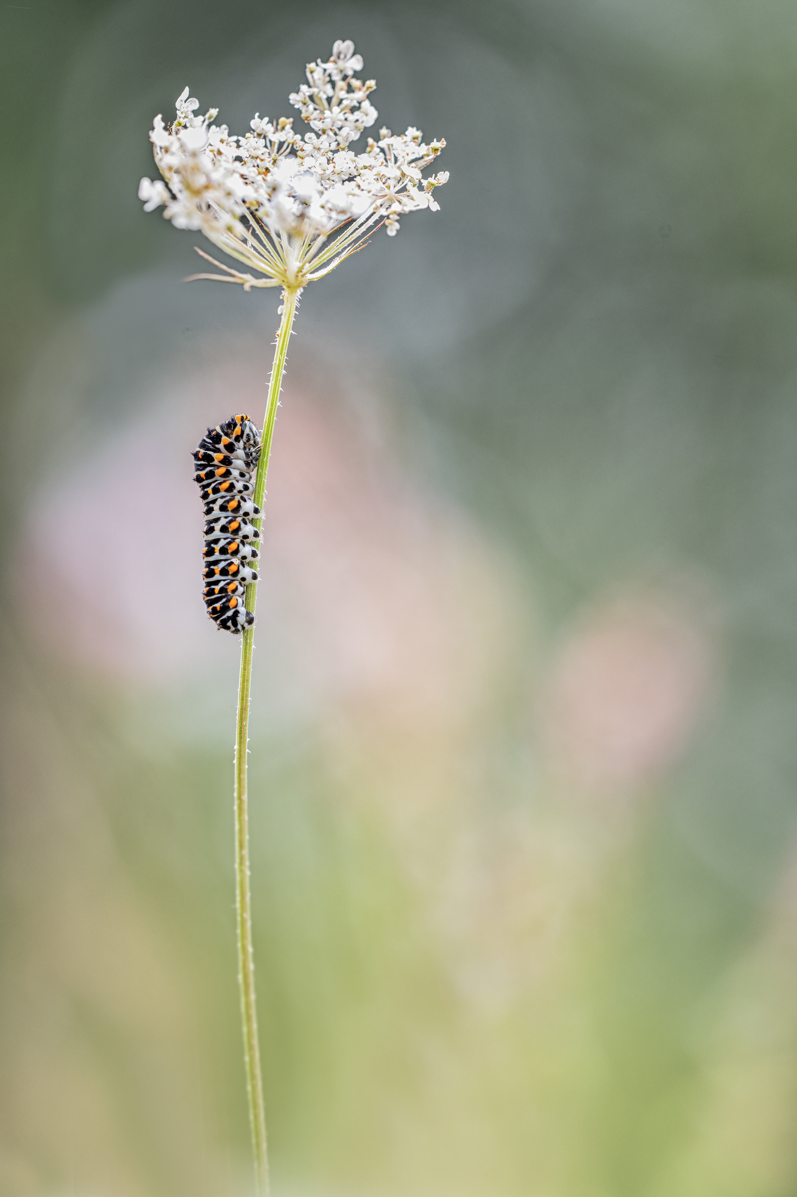 Schwalbenschwanz (Papilio machaon)