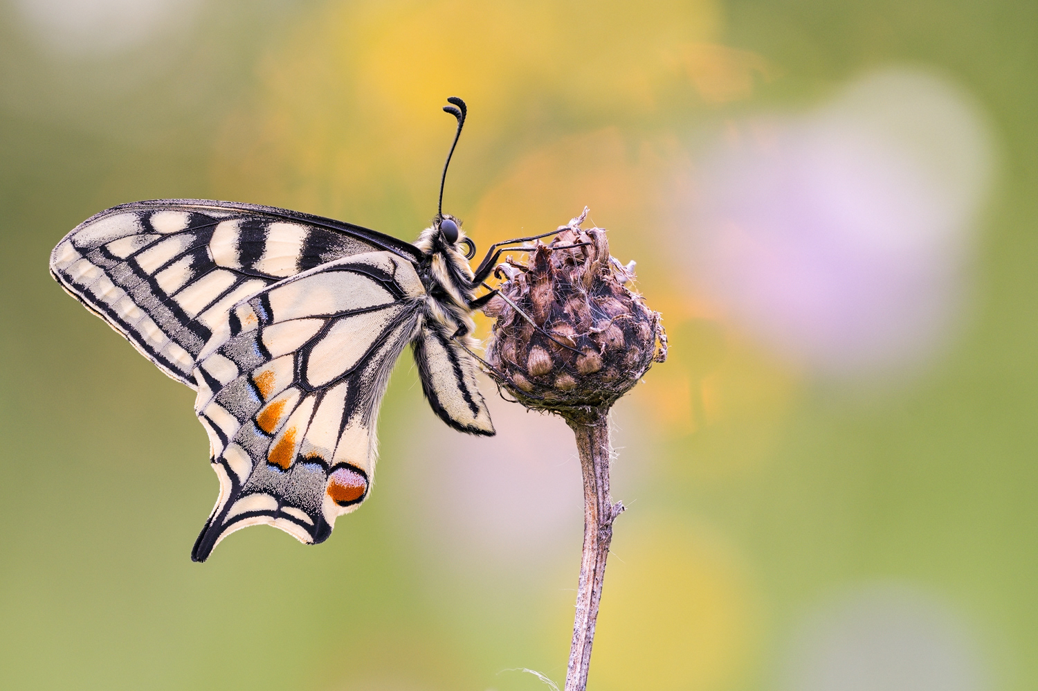 Schwalbenschwanz (Papilio machaon)