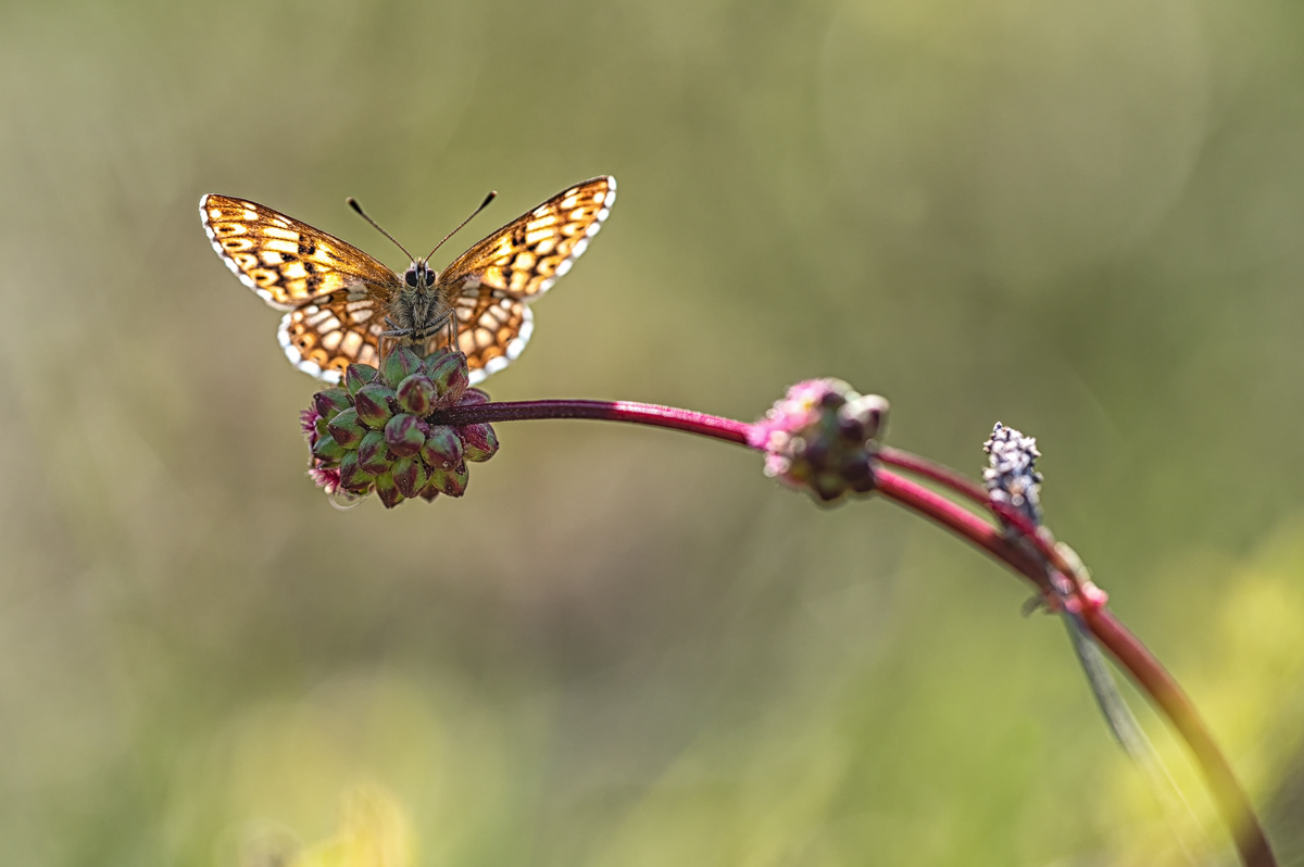 Schlüsselblumen-Würfelfalter (Hamearis lucina)