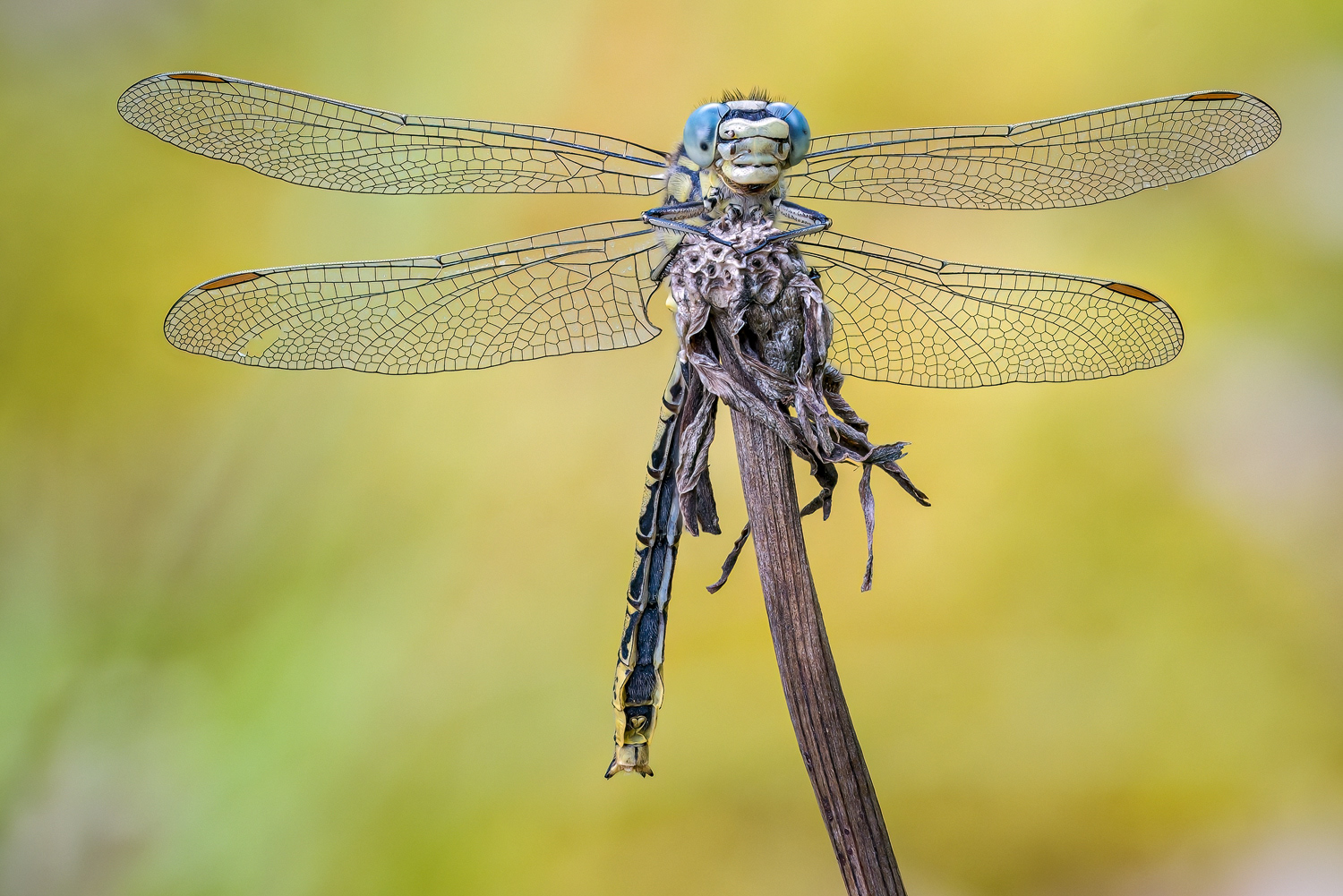 Westliche Keiljungfer (Gomphus pulchellus)