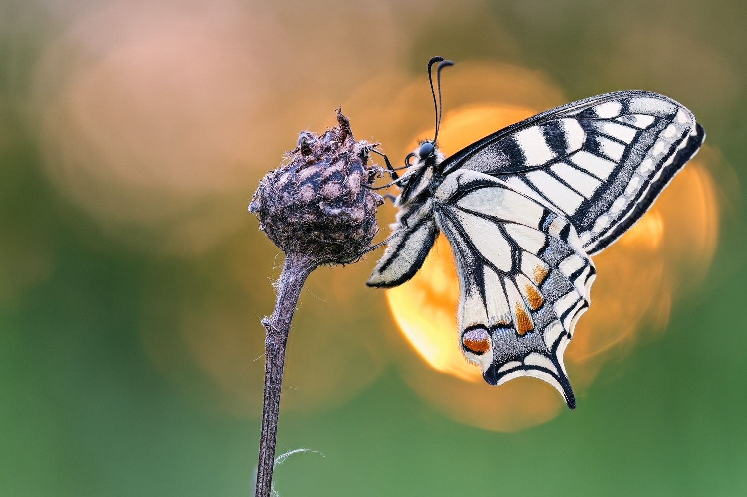 Schwalbenschwanz (Papilio machaon)