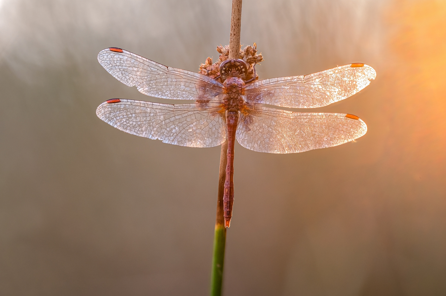 Blutrote Heidelibelle (Sympetrum sanguineum) 