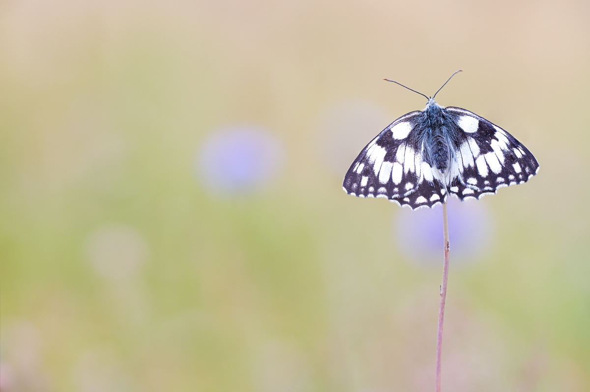 Schachbrettfalter – Melanargia galathea