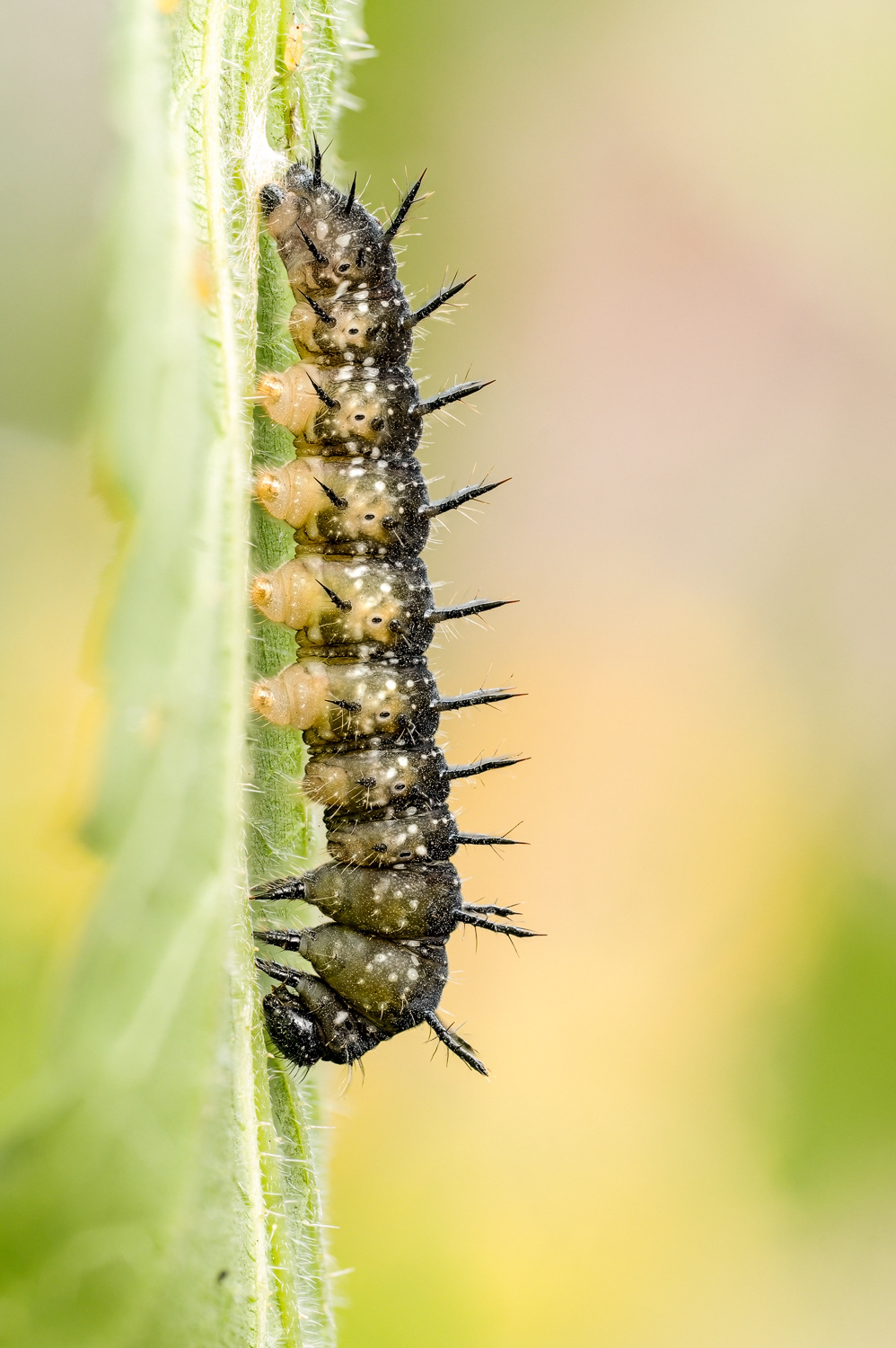 Tagpfauenauge/Aglais io