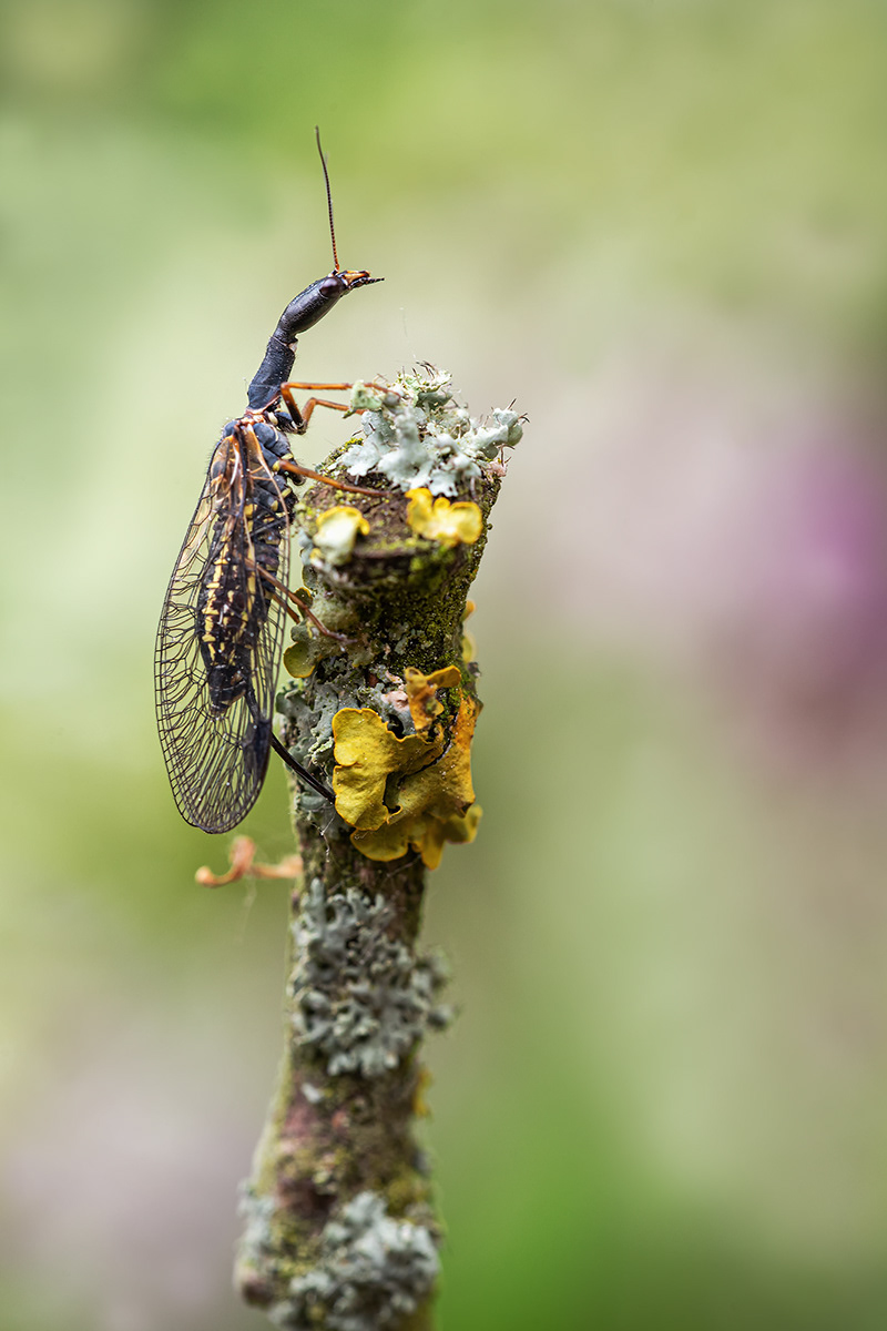  Dichsrostigma flavipes, die Gelbfüßige Kamelhalsfliege