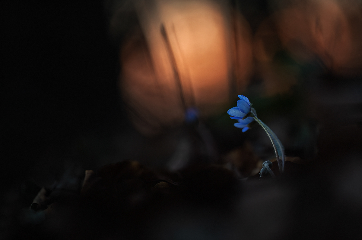 Leberblümchen-Hepatica nobilis