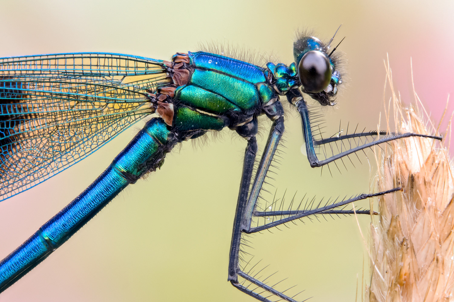 Gebänderte Prachtlibelle (Calopteryx splendens) 
