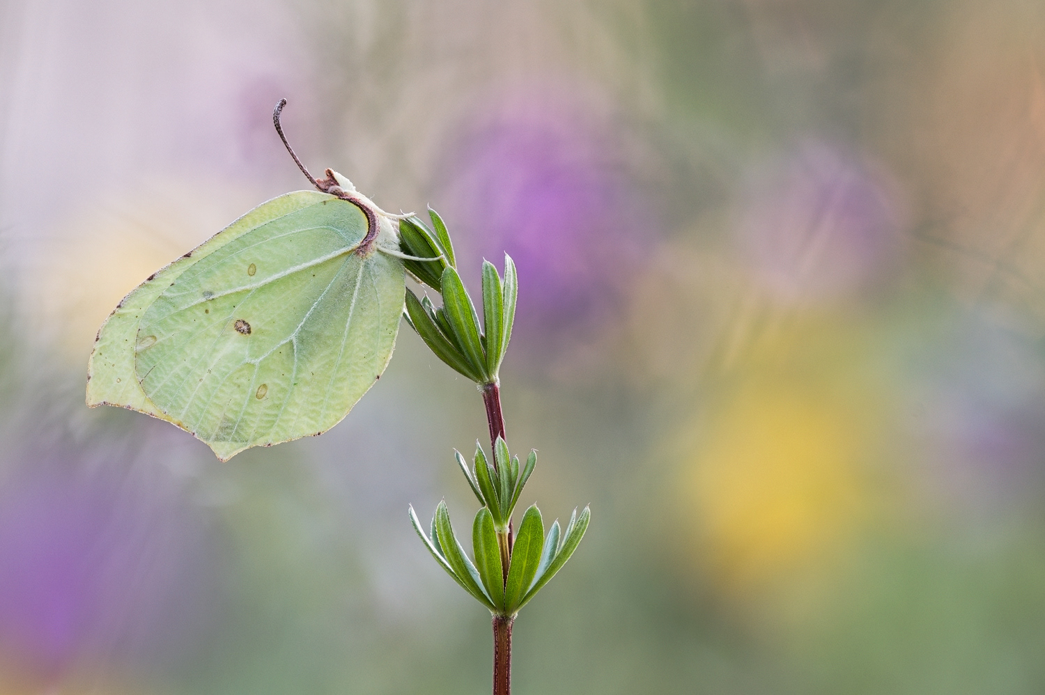 Zitronenfalter (Gonepteryx rhamni)