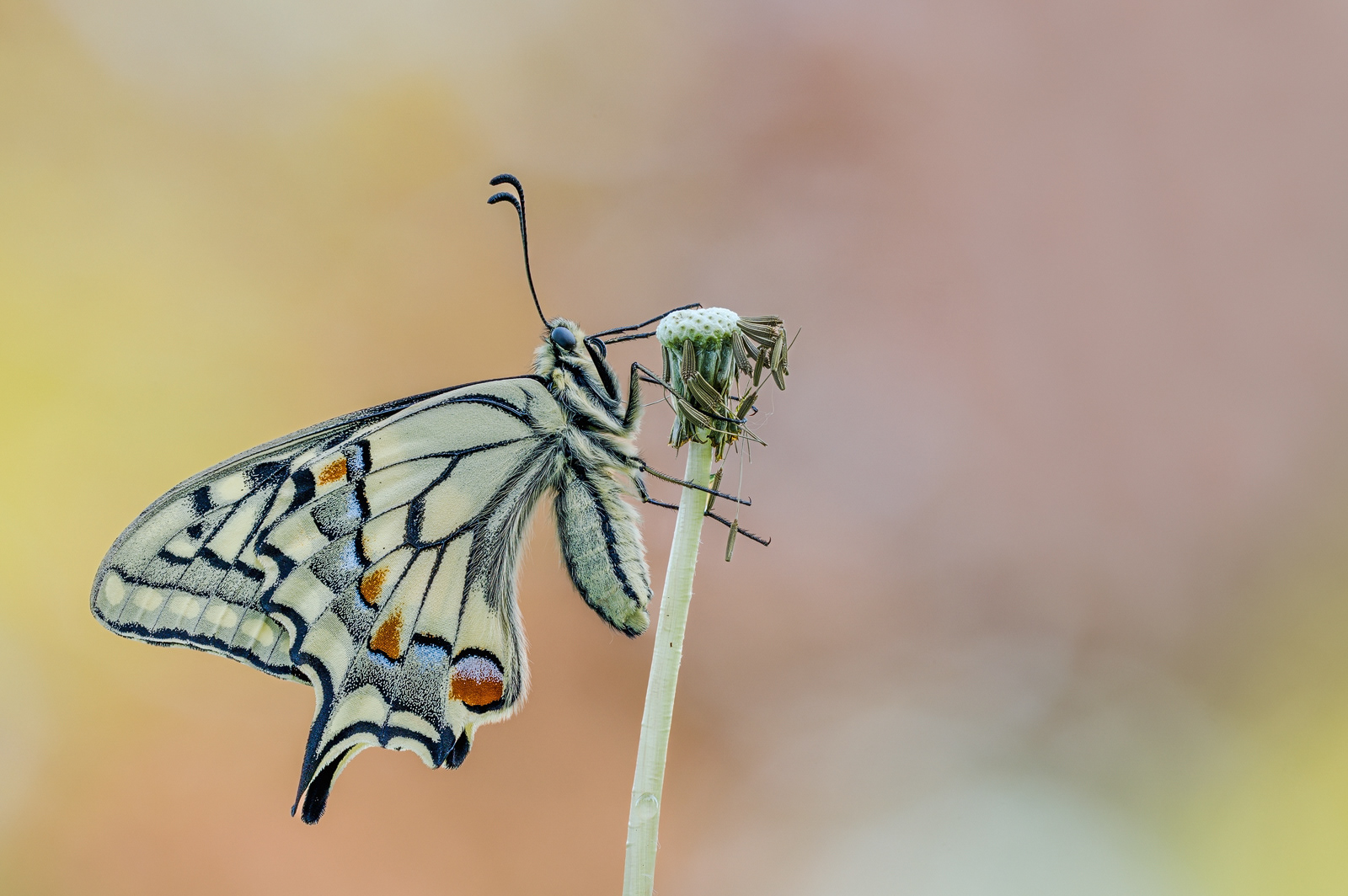 Schwalbenschwanz (Papilio machaon) 