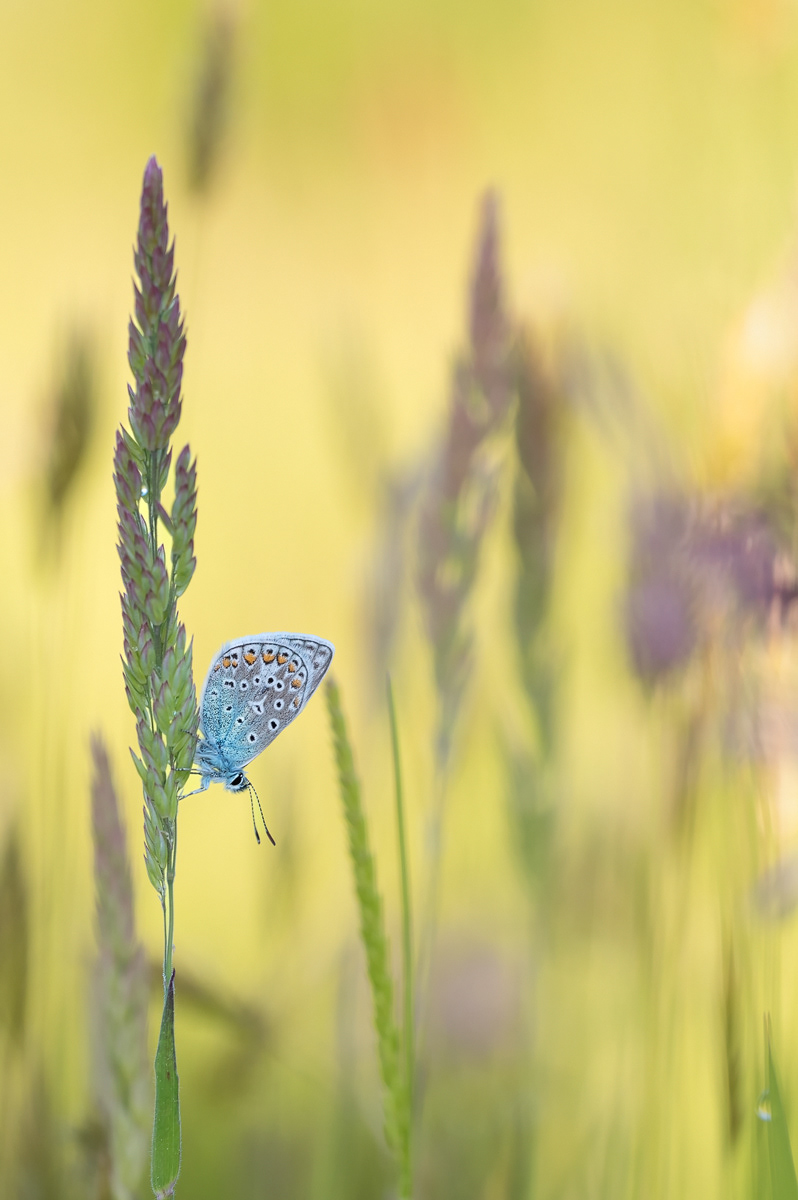 Hauhechel-Bläuling (Polyommatus icarus)