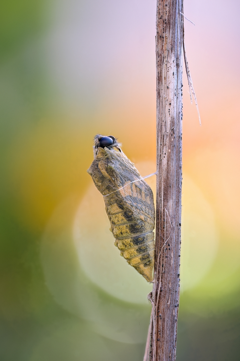 Schwalbenschwanz (Papilio machaon)