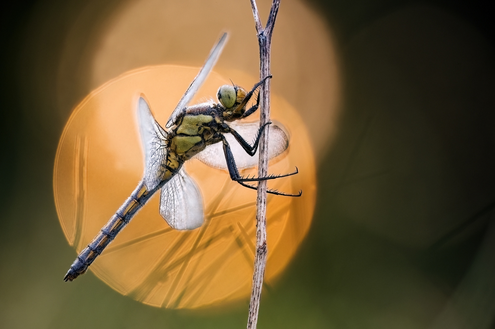 Großer Blaupfeil (Orthetrum cancellatum)