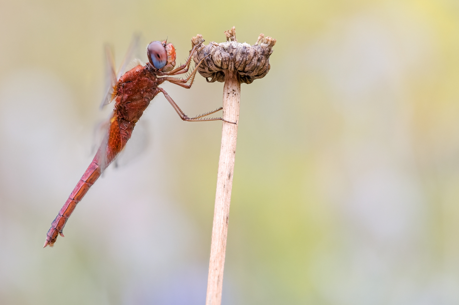 Feuerlibelle (Crocothemis erythraea)