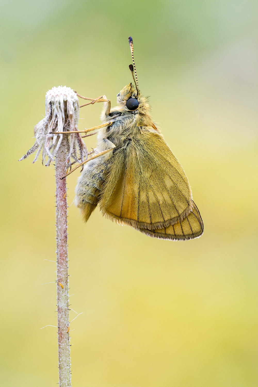 Ochlodes sylvanus - Rostfarbener Dickkopf