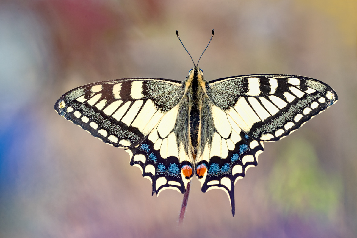 Schwalbenschwanz (Papilio machaon)
