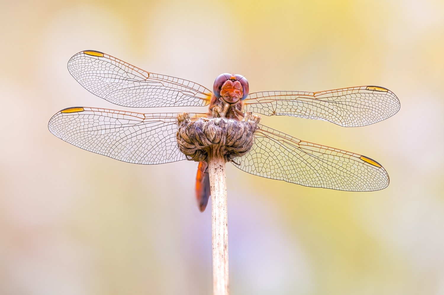  Feuerlibelle (Crocothemis erythraea)