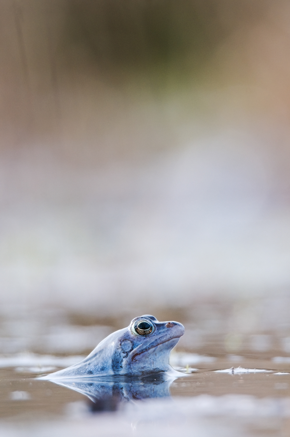  Moorfrosch (Rana arvalis)
