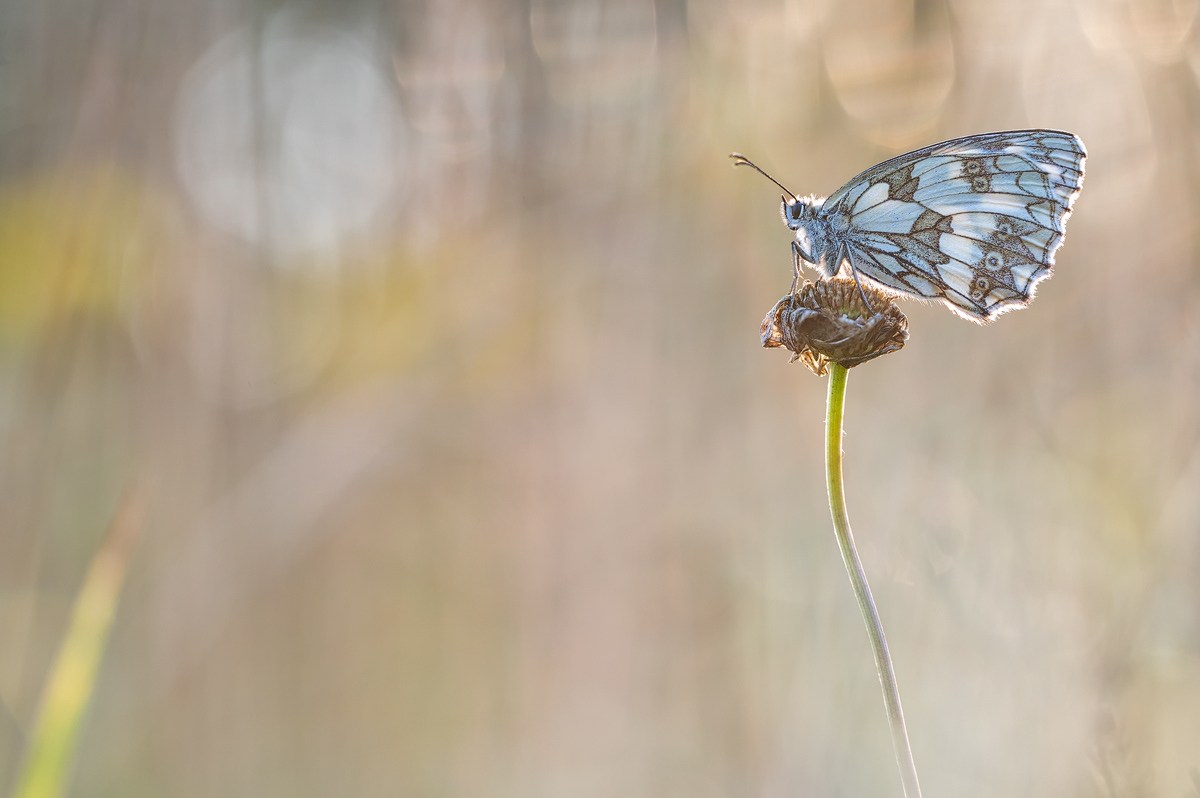 Schachbrettfalter – Melanargia galathea
