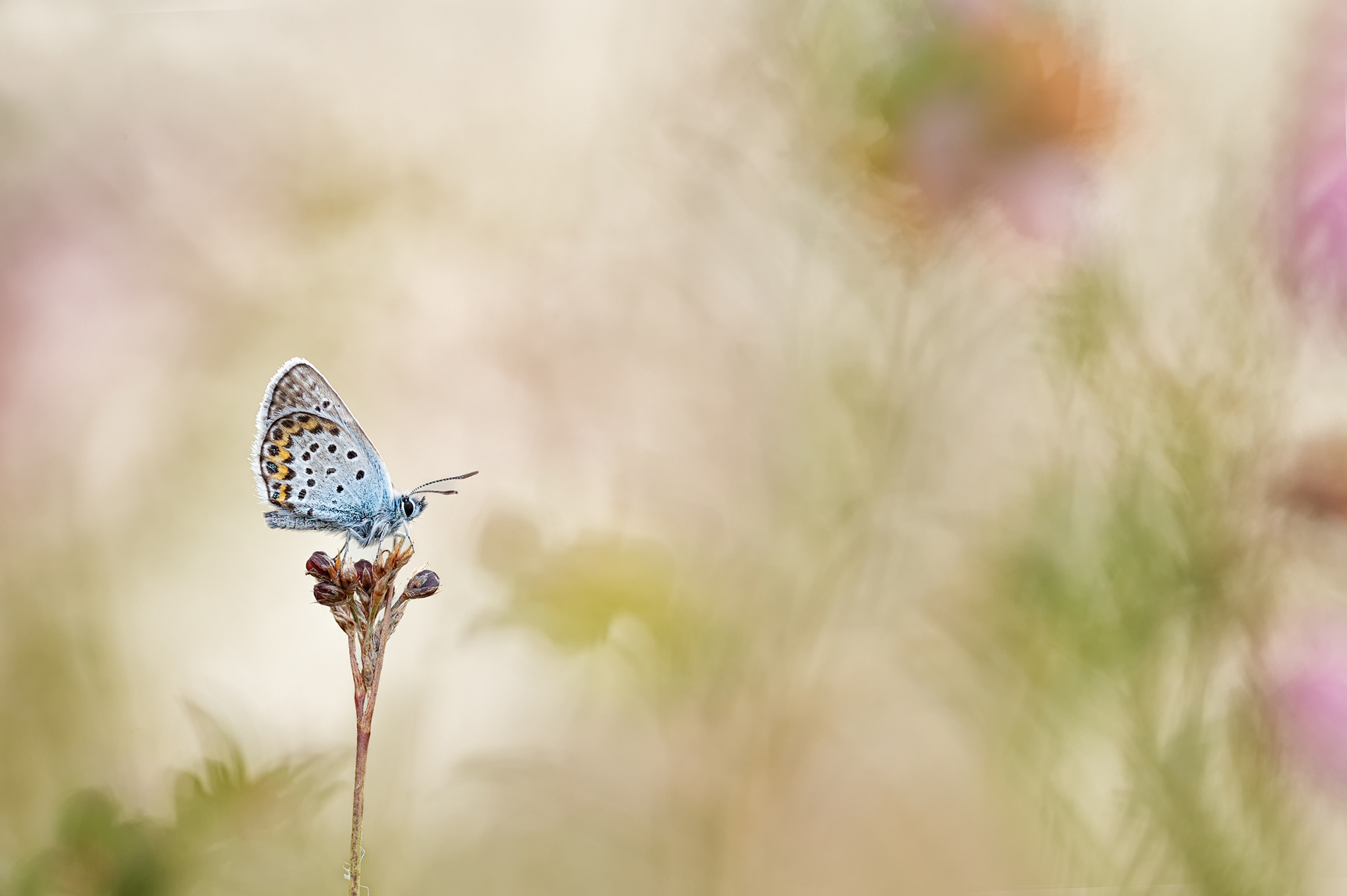 Geißklee-Bläuling / Argus-Bläuling ( Plebeius argus)