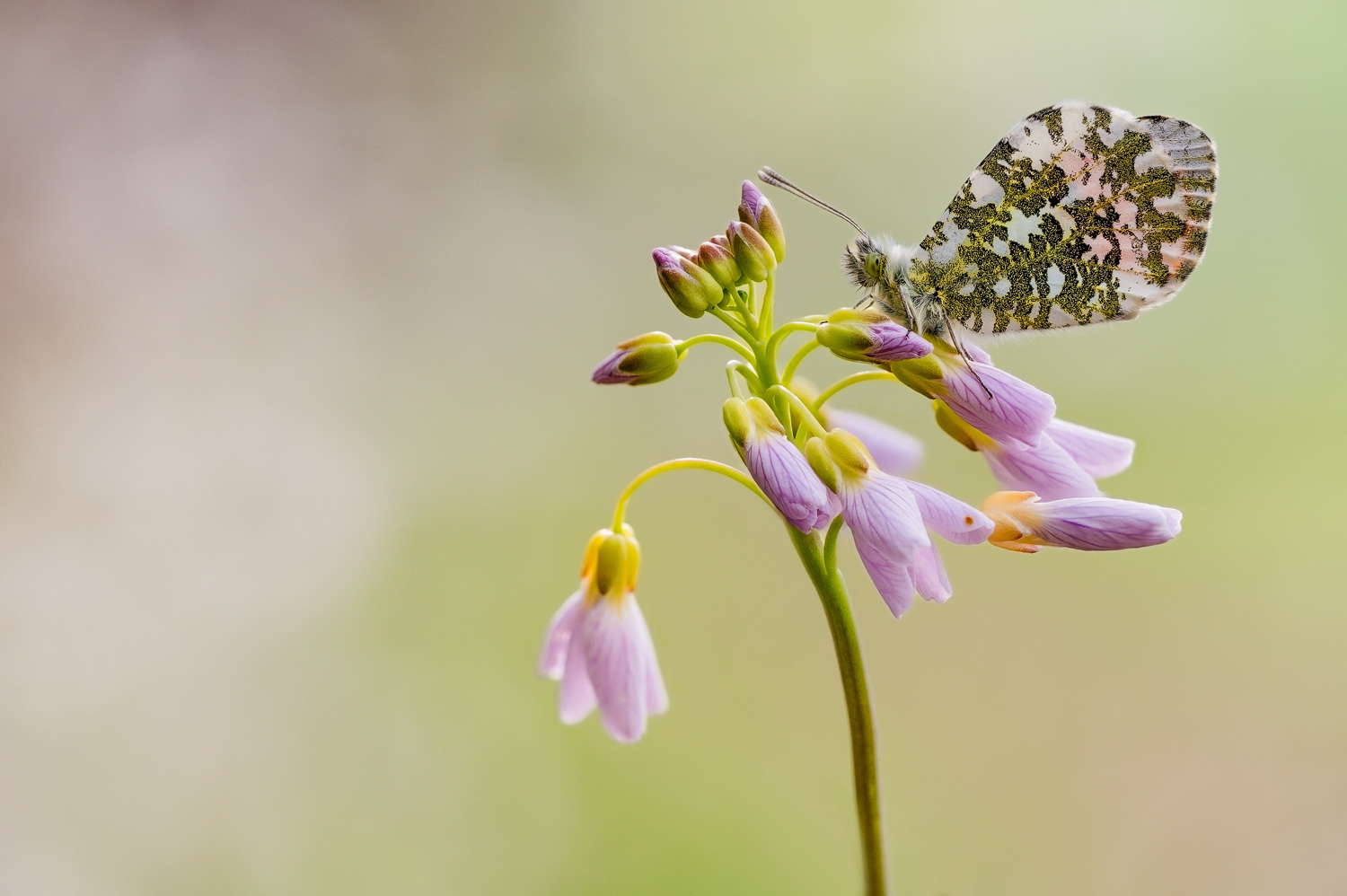 Aurorafalter (Anthocharis cardamines)