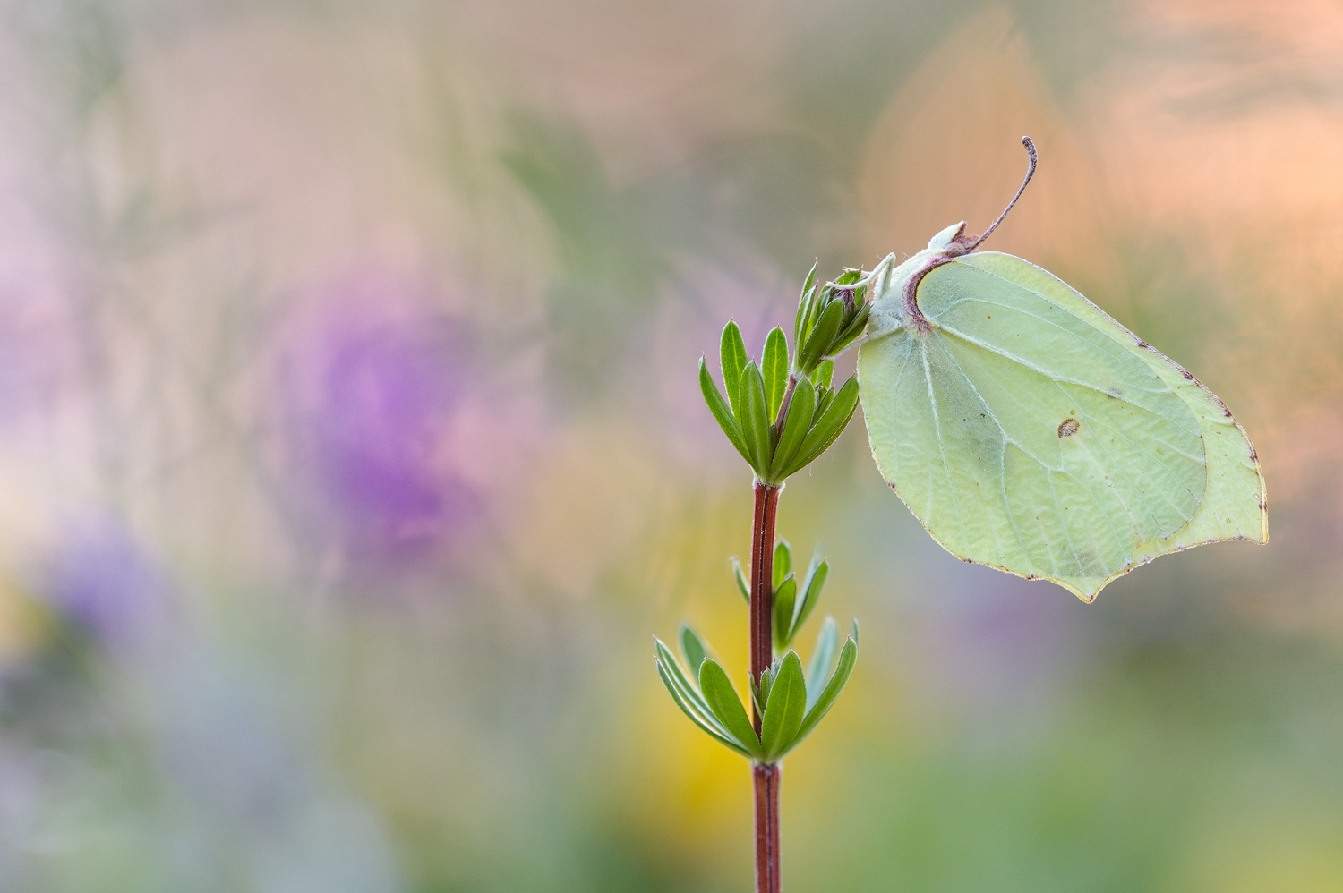 Zitronenfalter (Gonepteryx rhamni)