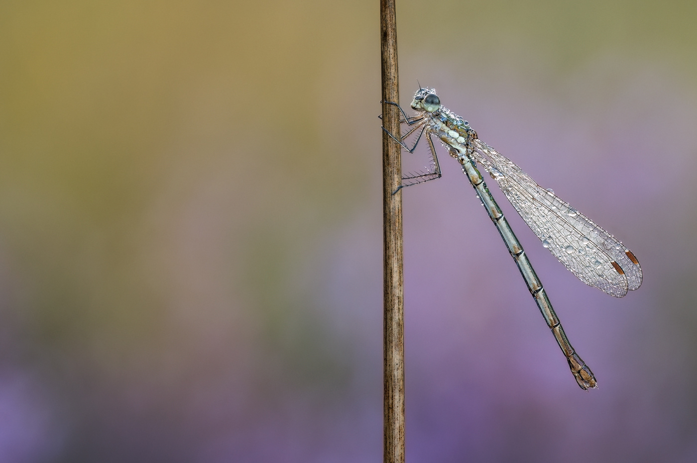  Kleine Binsenjungfer (Lestes virens)