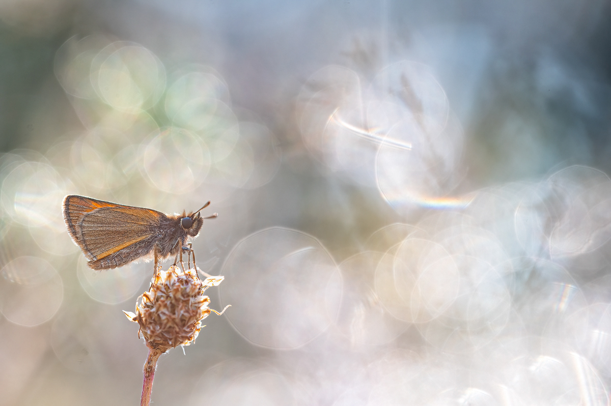 Schwarzkolbige Braun-Dickkopffalter (Thymelicus lineola)