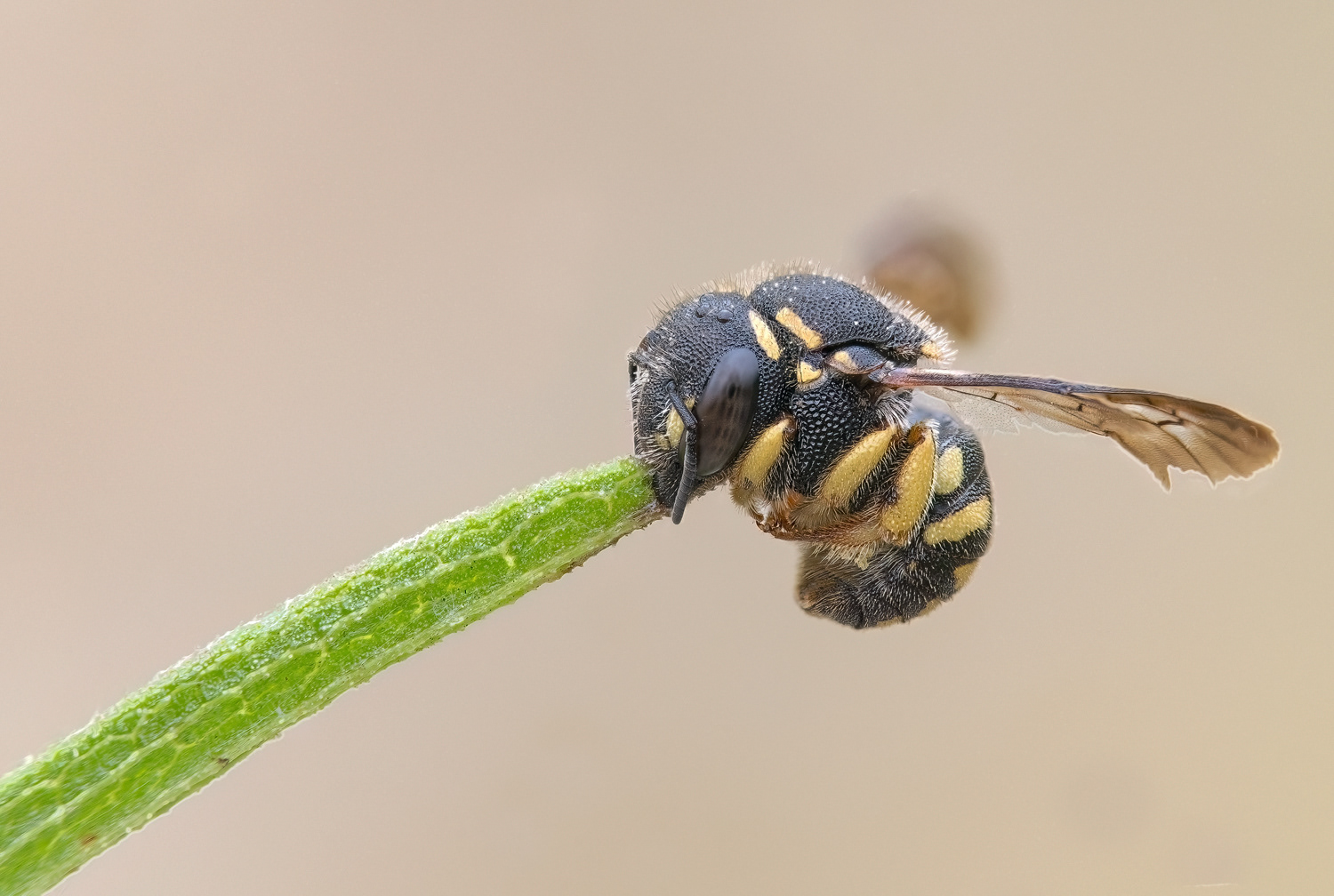 Kleine Harzbiene / Anthidiellum strigatum