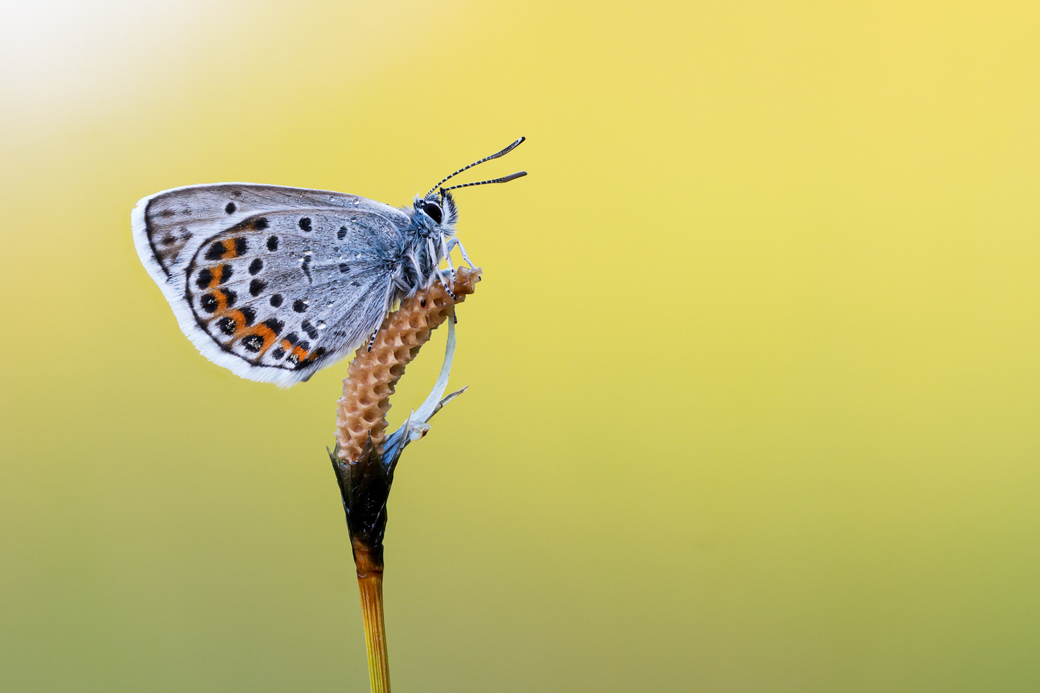 Geißklee-Bläuling (Plebejus argus)