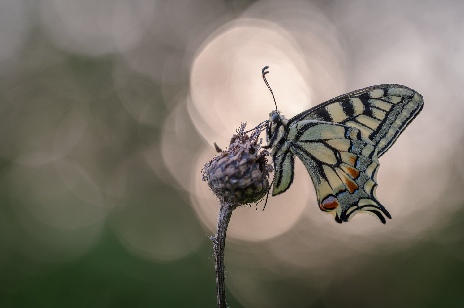 Schwalbenschwanz (Papilio machaon)