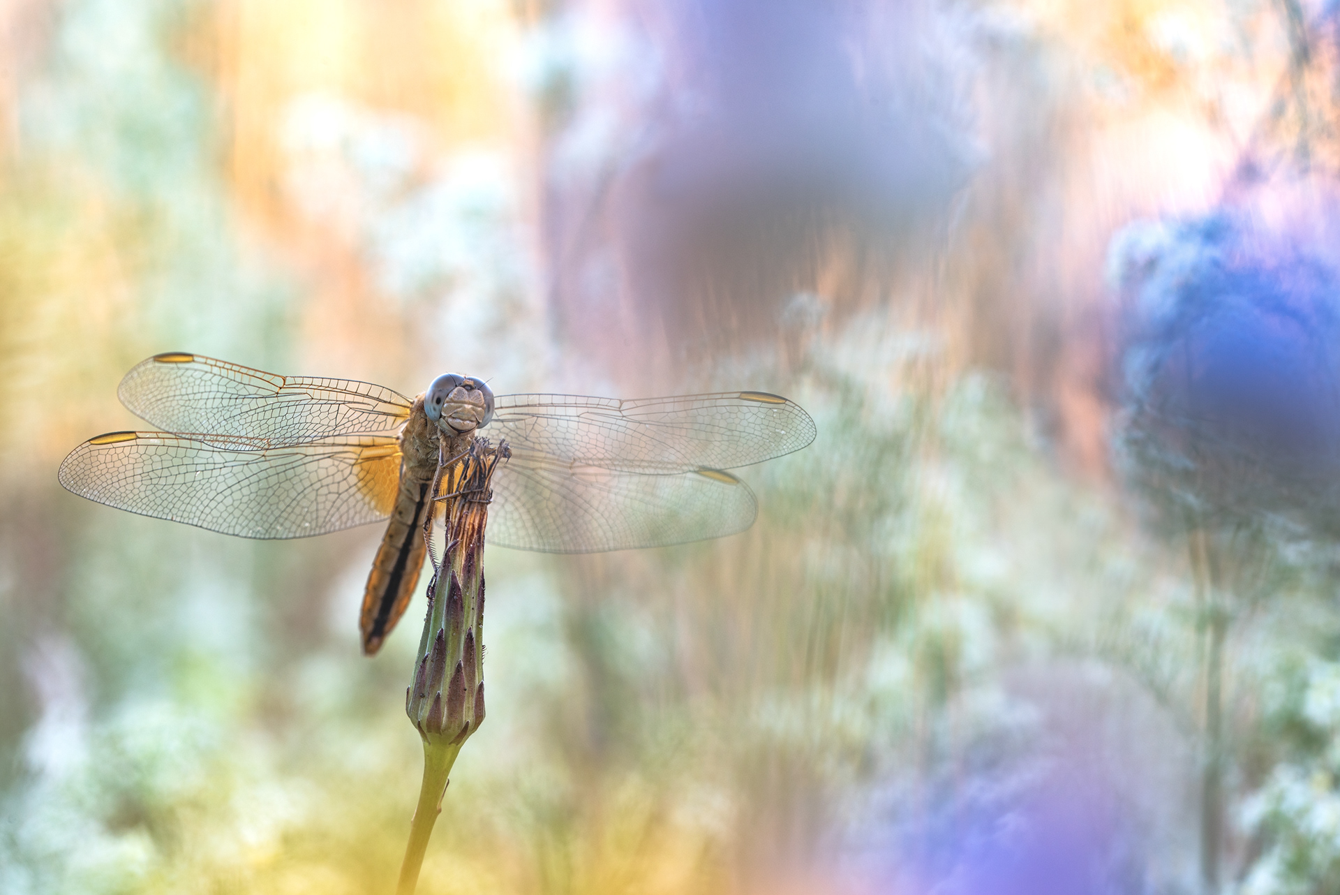 Feuerlibelle (Crocothemis erythraea)