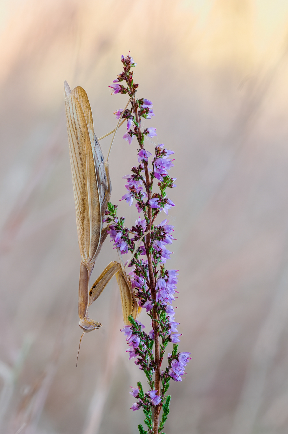 Europäische Gottesanbeterin (Mantis religiosa)
