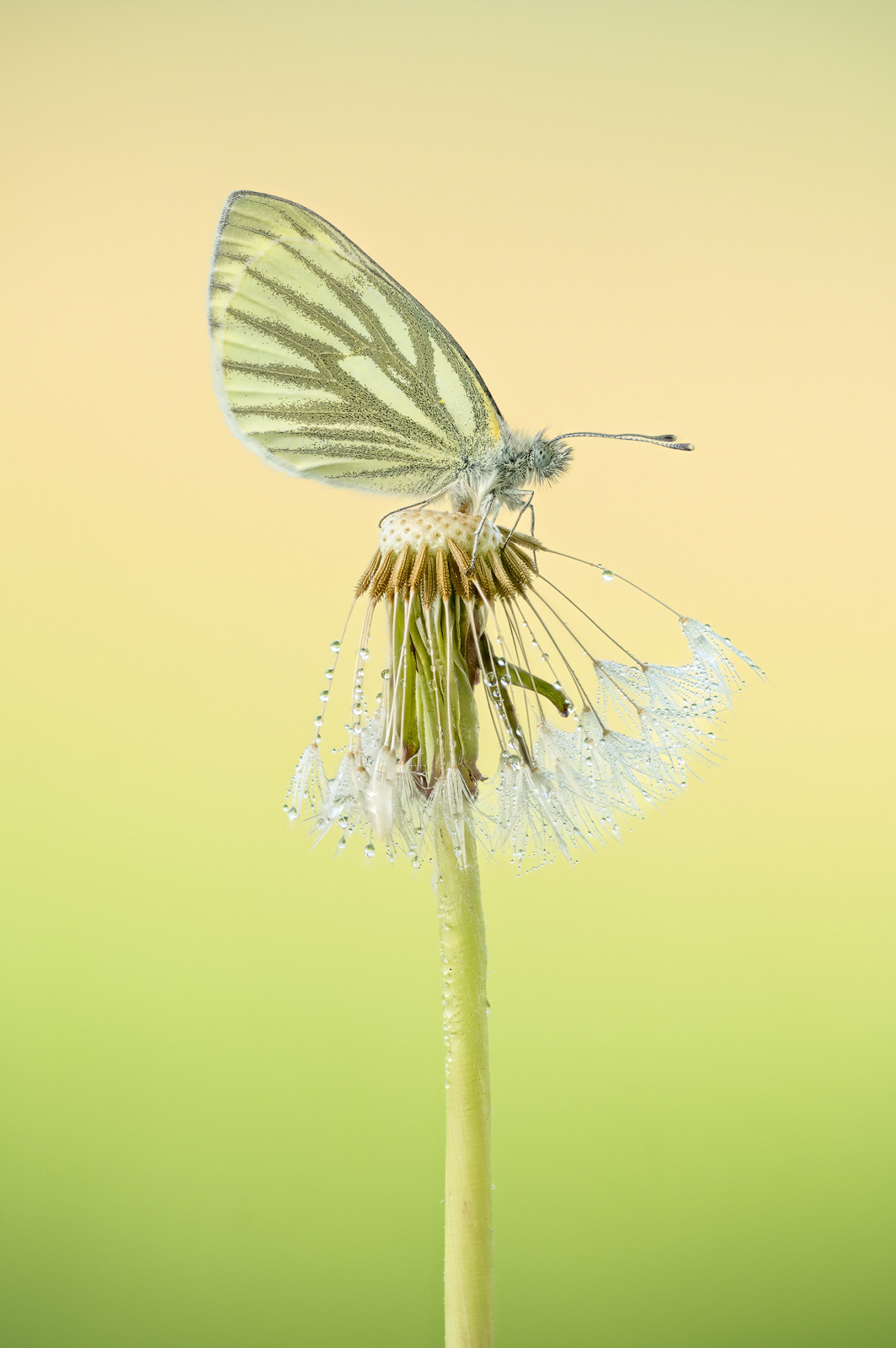 Rapsweißling (Pieris napi)