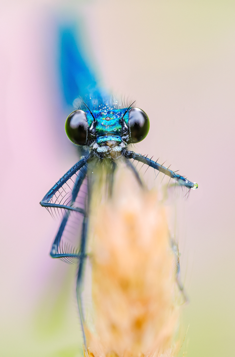Gebänderte Prachtlibelle (Calopteryx splendens)
