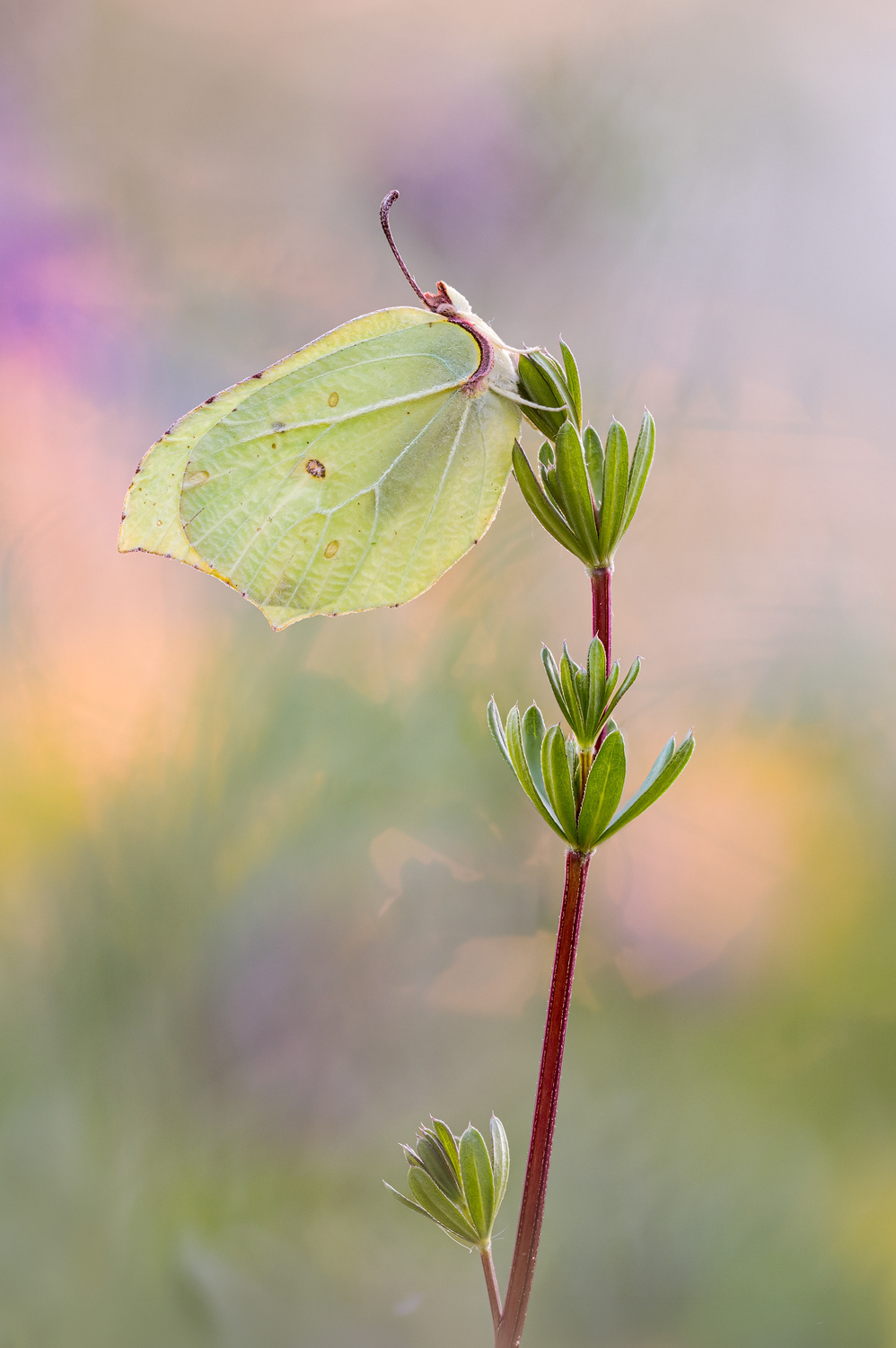 Zitronenfalter (Gonepteryx rhamni)