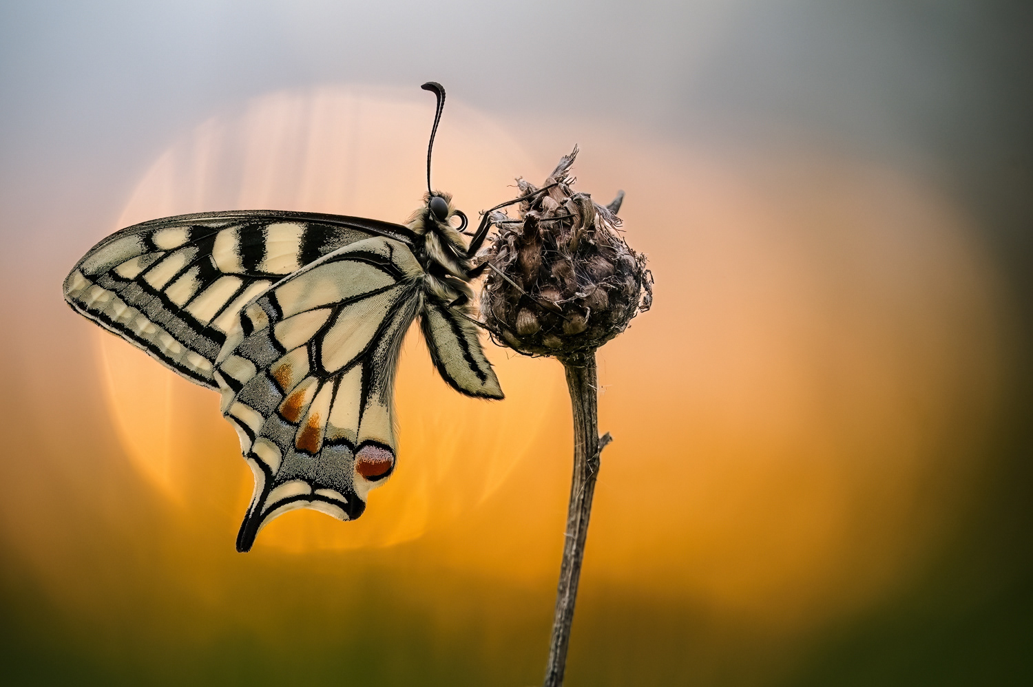 Schwalbenschwanz- (Papilio machaon)