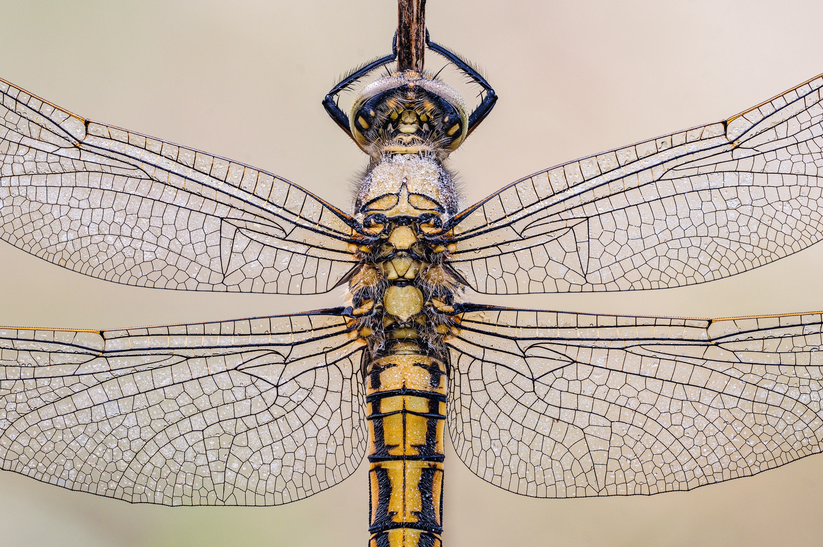 Große Blaupfeil (Orthetrum cancellatum)