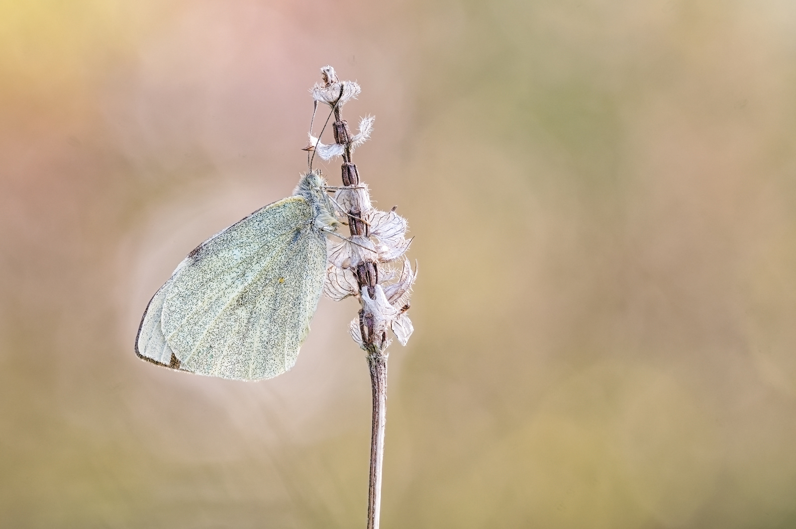 Kleine Kohlweißling (Pieris rapae) 