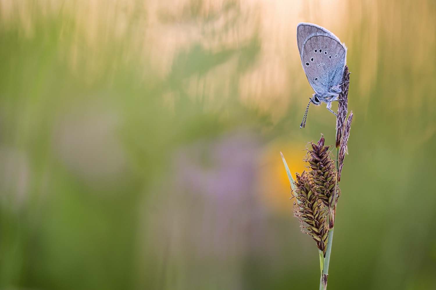  Rotklee-Bläuling (Cyaniris semiargus) 