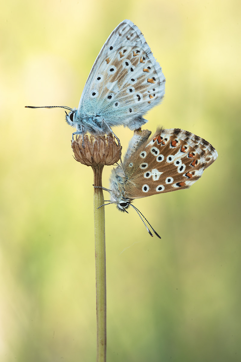 Silbergrüne Bläuling (Polyommatus coridon bzw. wohl richtiger Lysandra coridon )