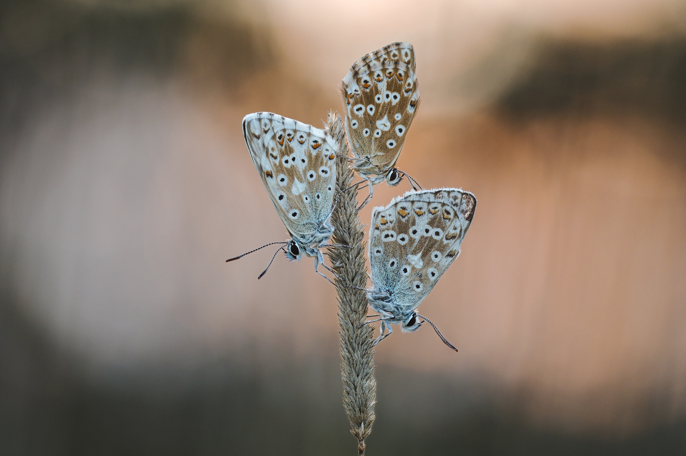 Silbergrüne Bläulinge (Lysandra coridon, Syn. Polyommatus coridon)