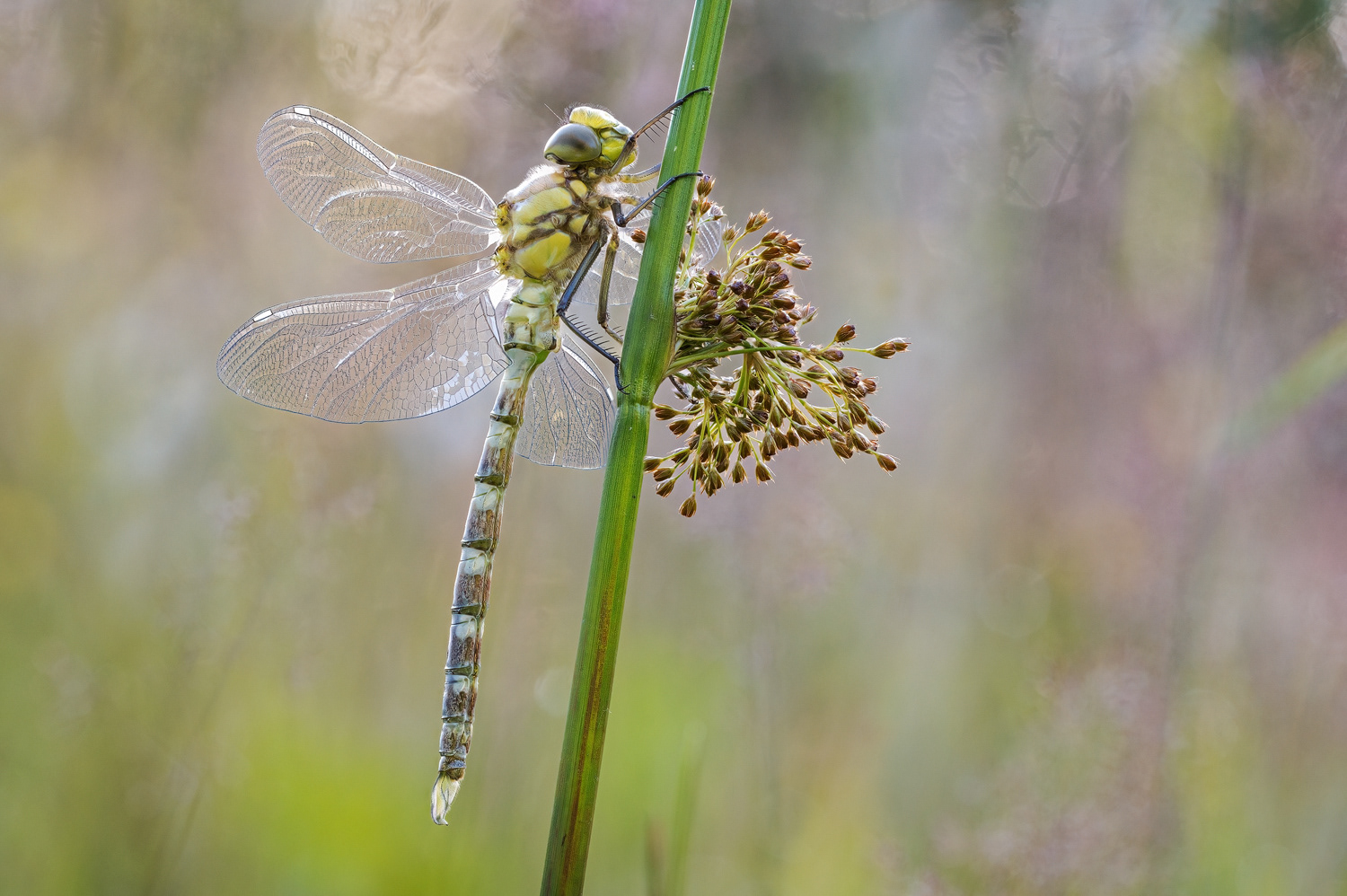 Kreuzenzian-Ameisenbläuling (Phengaris rebeli, Syn.: Maculinea rebeli)