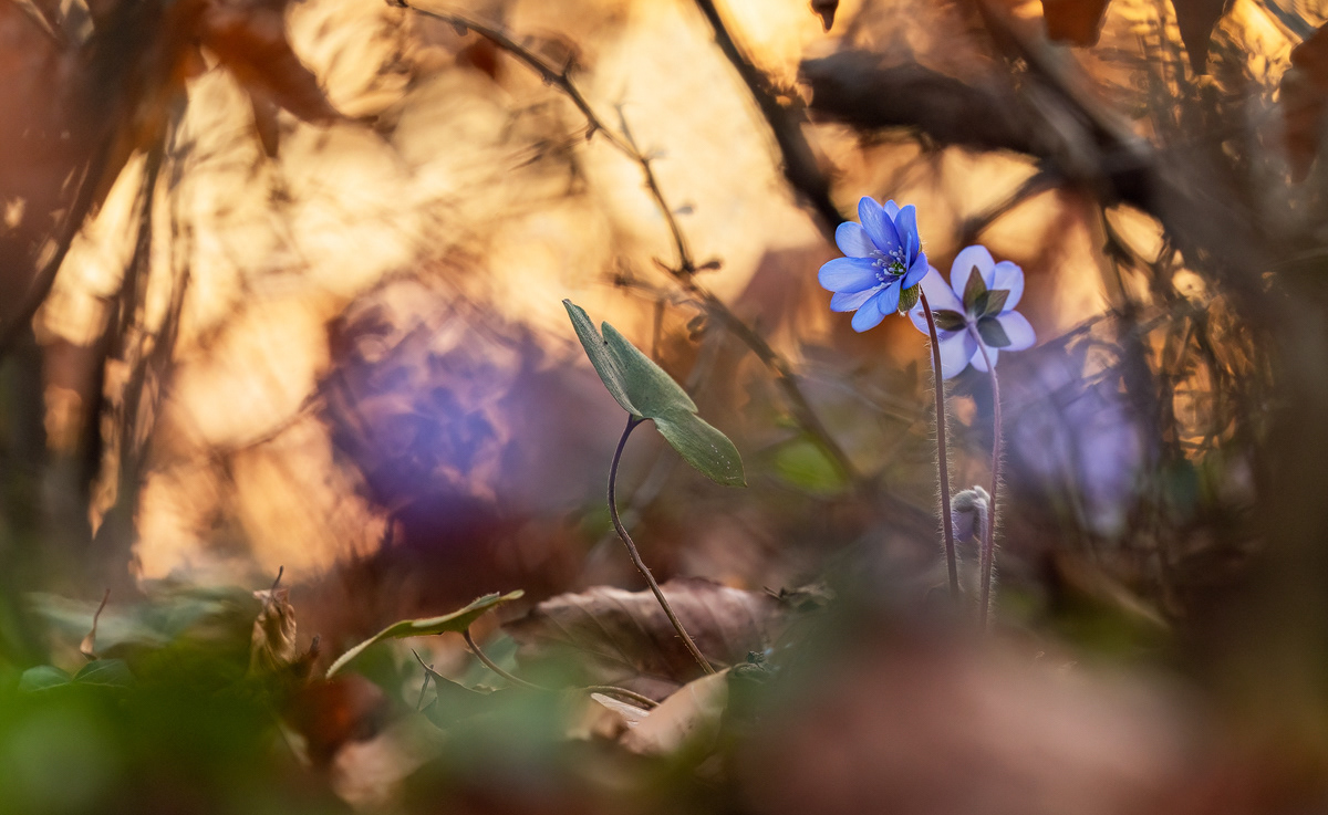 Leberblümchen (Hepatica nobilis)
